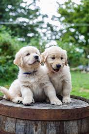 Wormed, current on vaccinations, super dog conditioned from day 3 to day 16 of life. Ethos Golden Retrievers