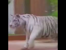 Mike Tyson Recalls Story Of When His Pet Tigers Ripped Someone S Arm Off And He Paid 250 000 In Compensation You can also upload and share your favorite mike tyson wallpapers. mike tyson recalls story of when his