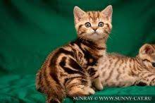 kotenok britanskij korotkosherstnyj chernyj mramornyj na zolote ryzhij kotenok prodaetsya v moskve kot kotenok kotyata