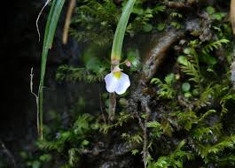 Image result for Utricularia striatula