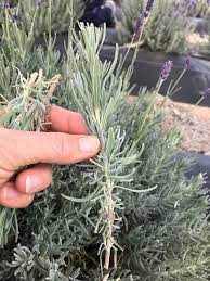 If not, then you will need to find or befriend someone willing to share cuttings from their plant. How To Propagate Lavender From Cuttings A Step By Step Guide Sage Creations Organic Farm
