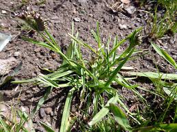 Image result for Tristachya