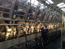 Hét platform voor vrouwen die van vrouwen houden. Boumatic 2 X 14 Zij Aan Zij Premium Melkstal Dio Agro