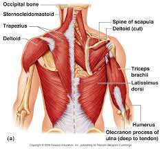 It's been shown in research that if you're looking to reduce your low back pain you'll. Muscles Of Lower Back Diagram
