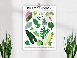 Philodendron Plant Species Unframed Poster Houseplant Etsy In 2021 Philodendron Plant Philodendron Plant Species
