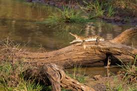 The crocodile, named lolong, was captured and taken into captivity in the bunawan ecopark and wildlife reservation center. Largest Crocodile Ever Recorded You Ll Be Shocked To Know Its Size Animal Sake