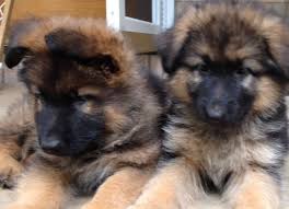 We were established in 1957 and have dedicated our efforts to owning and breeding sound german shepherds for home companionship, trainability, and show competition. Akc Long Coat German Shepherd Pups For Sale In Burlington Connecticut Classified Americanlisted Com