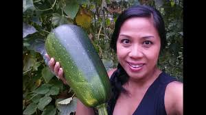 They are still very good. Huge Zucchini Over 5 Pounds And Today S Harvest Youtube