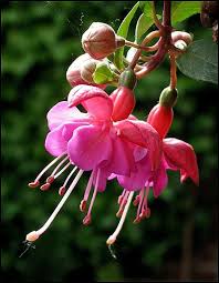 Risultati immagini per Naturaleza perfecta. Fuchsia.