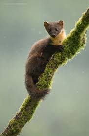 Pine Marten Animals Wild Pine Marten Pet Birds