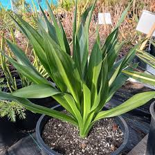 Image result for Drimia