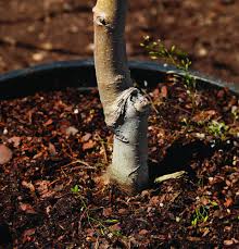 What's the best soil for apple trees? Tips For Growing Apple Trees Finegardening