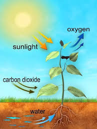 From Where Does The Oxygen In Glucose Come In Photosynthesis? - Quora