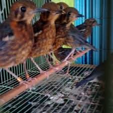 Oleh sebab itu, anda semuanya. Jual Burung Trotol Anis Merah Ring Hellboy Garansi Jaminan Jantan 6 Bln Shopee Indonesia