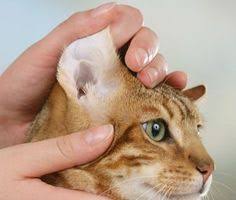 Kedilerde Mantar Belirtileri Korunma Ve Kedi Mantar Tedavisi Hepipet
