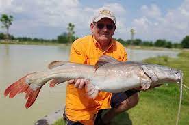 Turun sungai pahang tengok tajur baung. Kenali Baung Monster Asia Umpan