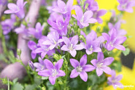 Dreamstime is the world`s largest stock photography community. Bellflower Plant Campanula Rotundifolia Flower Varieties How To Care Plantopedia