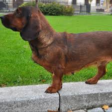 Image result for alpský brakýř jezevčíkovitý