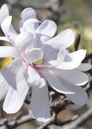 Artificial white magnolia flowers in australia. V6rfdauszat0sm