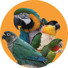 Buy pet birds and get the best deals at the lowest prices on ebay! Companion Parrots Re Homed Giving Parrots A Fresh Start The Exclusive Mission Of Companion Parrots Re Homed Is To Accept Companion Parrots From Unwanted Emergency Or Crisis Situations Throughout The Greater Charlotte North