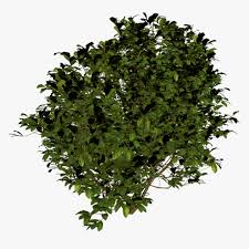 Tree Bush Png Bush Top View Png Transparent Png Transparent Png Image Pngitem Including transparent png clip art, cartoon, icon, logo, silhouette, watercolors, outlines, etc. tree bush png bush top view png