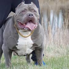 We are a family owned kennel in houston, texas that specializes producing the best variations of blue pit bull puppies and xxl pitbull puppies for sale. Xl Pitbull Puppies For Sale Pit Bull Puppies Available Now