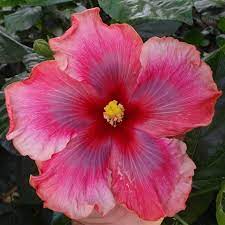 Colorlicious Hibiscus Gardens Colorlicioushibiscus Instagram Photos And Videos Hibiscus Garden Hibiscus Hibiscus Flowers