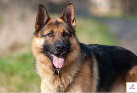 Check spelling or type a new query. German Shepherd Price In India2021 German Shepherd Dog Breed Price Best Information Dogs Cares