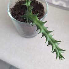 Image result for Orbea dummeri