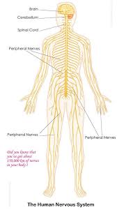 Nervous System For Kids Brain Spinal Cord Nerves Nervous System Anatomy Human Body Nervous System Human Nervous System