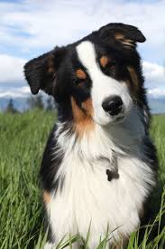 Adorable Dog Breeds You Need In Your Life Quiet Dog Breeds Family Dogs Breeds Cute Dogs Breeds