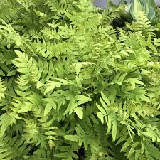 Image result for Osmunda regalis