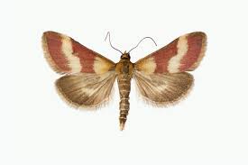 Image result for Pyrausta sanguinalis