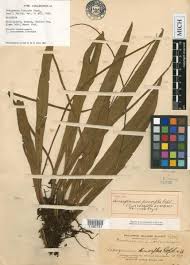 Image result for Loxogramme abyssinica