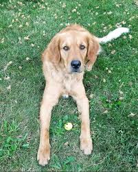 Golden retriever puppies oregon akc. Akc Golden Retriever Webb S Wold Kennels