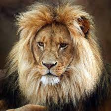 All Sizes Lion Flickr Photo Sharing Animals Beautiful Lion Photography Lion Pictures