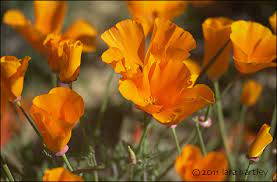 As the official state flower of california, this poppy is known for its bright orange color. California Poppy Eschscholzia Californica Desertusa