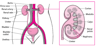 Overview Of The Urinary Tract Kidney And Urinary Tract Disorders Msd Manual Consumer Version