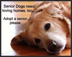 Please Adopt A Senior Dog 3 Photos With Dog Dog Quotes Dogs
