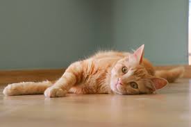 Domestic cats, feral cats, and homeless strays may wander into your yard or garden due to curiosity, mating, hunting, feeding, and establishing territory. Senile Cats Why My Cat Is Acting Weird And What To Do Entirelypets Blog