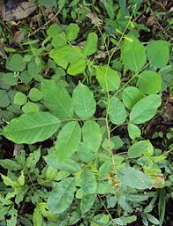 Image result for Sphaeranthus flexuosus