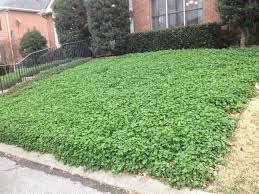 It is best not to fertilize fescue lawns during the summer months. Nashville Foodscapes Clover Lawn Lawn Alternatives Outdoor Gardens