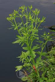 Image result for Ranunculus sceleratus