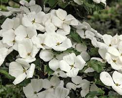 Fire effects information system, online. Blumenhartriegel Venus Pflanzen Und Pflegen Mein Schoner Garten
