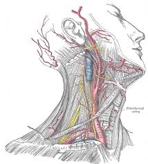 Coronary arteries, the carotid arteries in the neck, and renal (kidney) or biliary (gall bladder) when a person has a stroke it can be from blockage in 1 or both of the carotid arteries in the neck. The Common Carotid Artery Human Anatomy