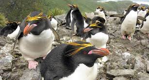 Macaroni penguins and the royal penguins are similar slideshow 2089083 by neil. Why Crested Penguins Lay Mismatched Eggs Crested Penguin Penguins Macaroni Penguin