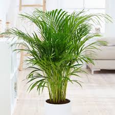 Pin On Plantes
