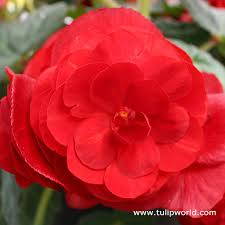 Red Double Begonia Tulip World 21129