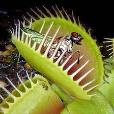 All About Venus Flytraps And How To Care For This Carnivorous Plant Dengarden