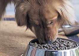 Qual è la corretta alimentazione del cucciolo di cane? Consigli E Regole Per Una Corretta Alimentazione Del Cane